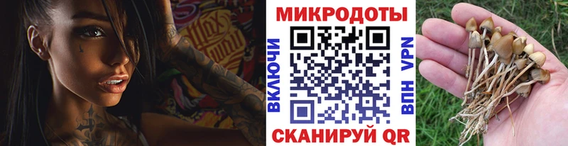 darknet состав  Сафоново  Псилоцибиновые грибы Psilocybe  как найти наркотики 